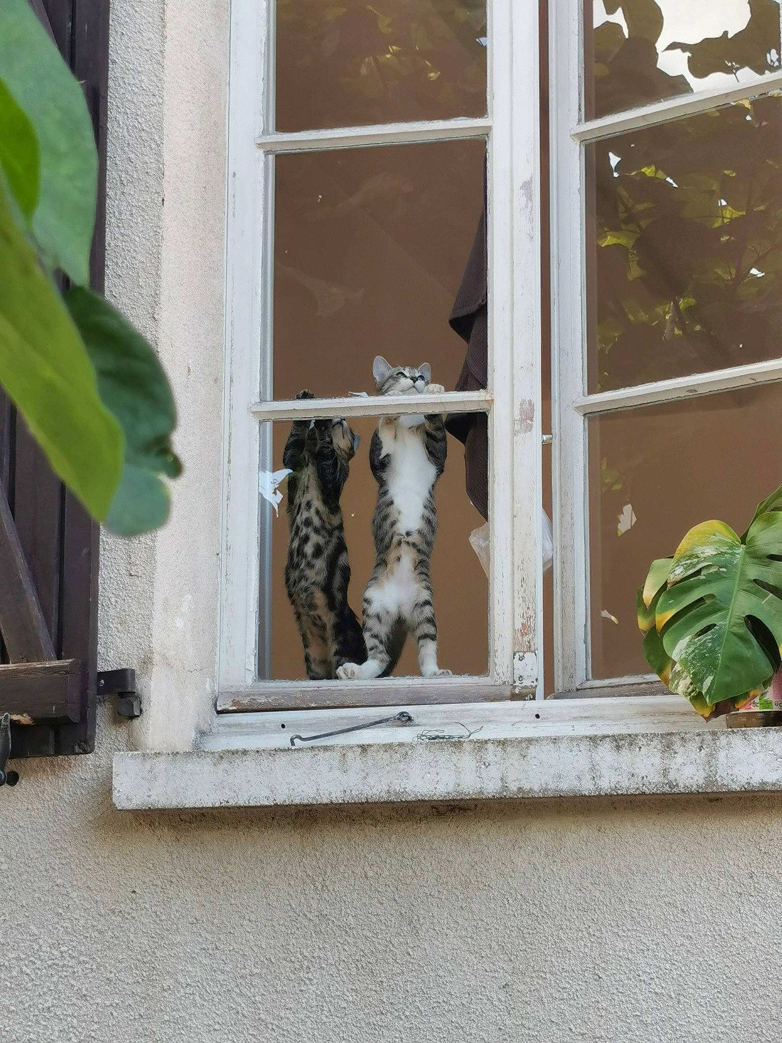 Iyo a rejoint le concours — aidez-le/la à gagner de superbes lots ! brick, building, concrete, daylighting, door, facade, fixture, glass, home, home_door, house, molding, plant, rectangle, room, sash_window, tints_and_shades, twig, window, wood