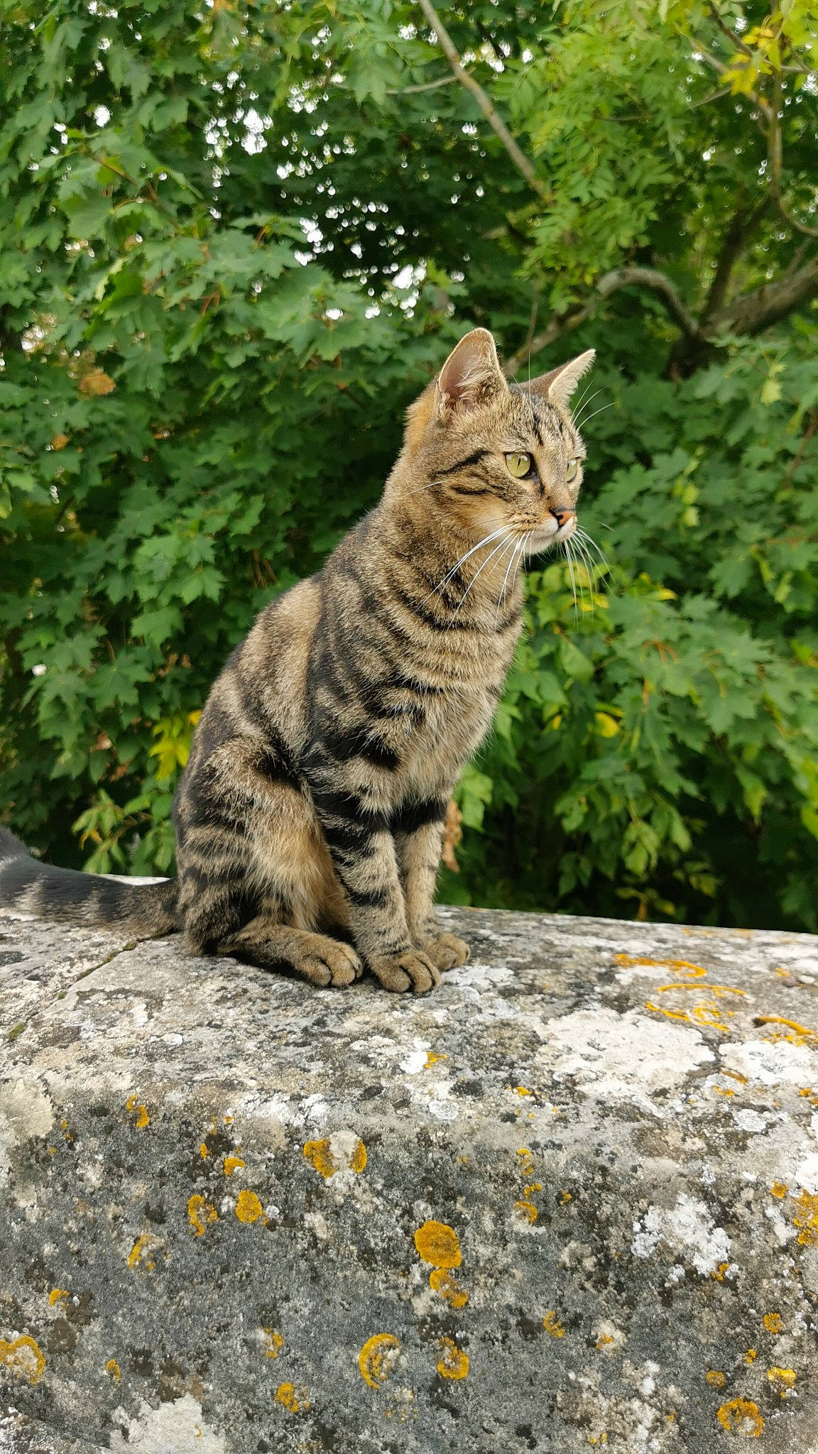 Iyo a rejoint le concours — aidez-le/la à gagner de superbes lots ! bobcat, carnivore, cat, domestic_short_haired_cat, fawn, felidae, fur, grass, groundcover, leaf, plant, road_surface, rock, small_to_medium_sized_cats, snout, tail, terrestrial_animal, tree, whiskers, wood