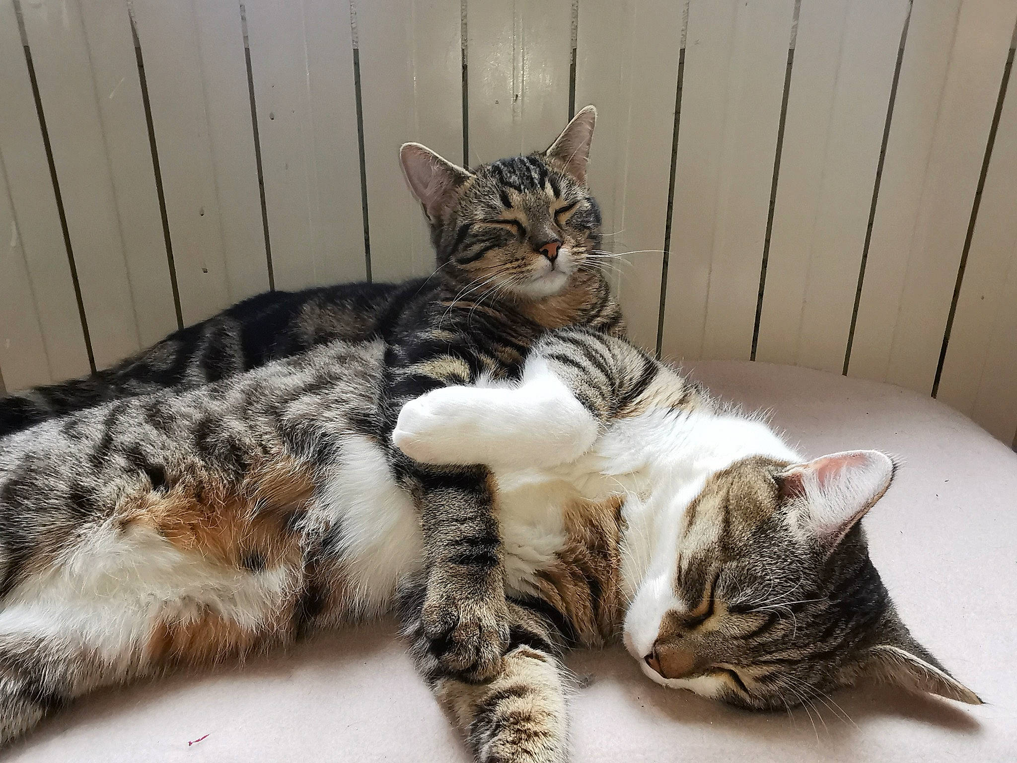 Iyo participe au concours pour gagner de l'argent avec cette photo : carnivore, cat, claw, comfort, domestic_short_haired_cat, felidae, fur, mammal, nap, paw, sitting, small_to_medium_sized_cats, tail, terrestrial_animal, vertebrate, whiskers