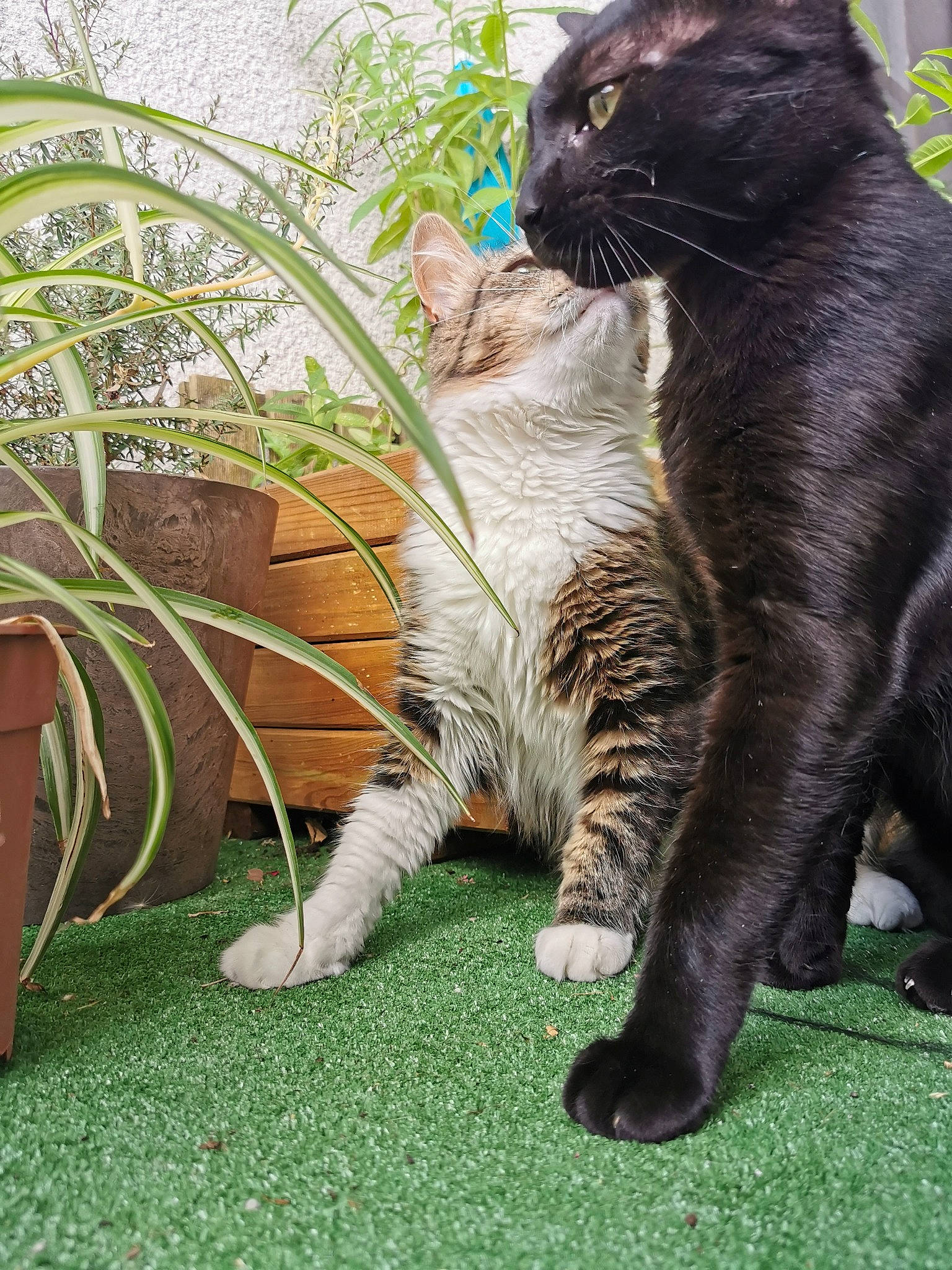 Kuma a rejoint le concours — aidez-le/la à gagner de superbes lots ! black_cat, carnivore, cat, claw, domestic_short_haired_cat, felidae, fur, grass, groundcover, paw, plant, sitting, small_to_medium_sized_cats, snout, tail, terrestrial_animal, tree, vertebrate, whiskers, wildlife