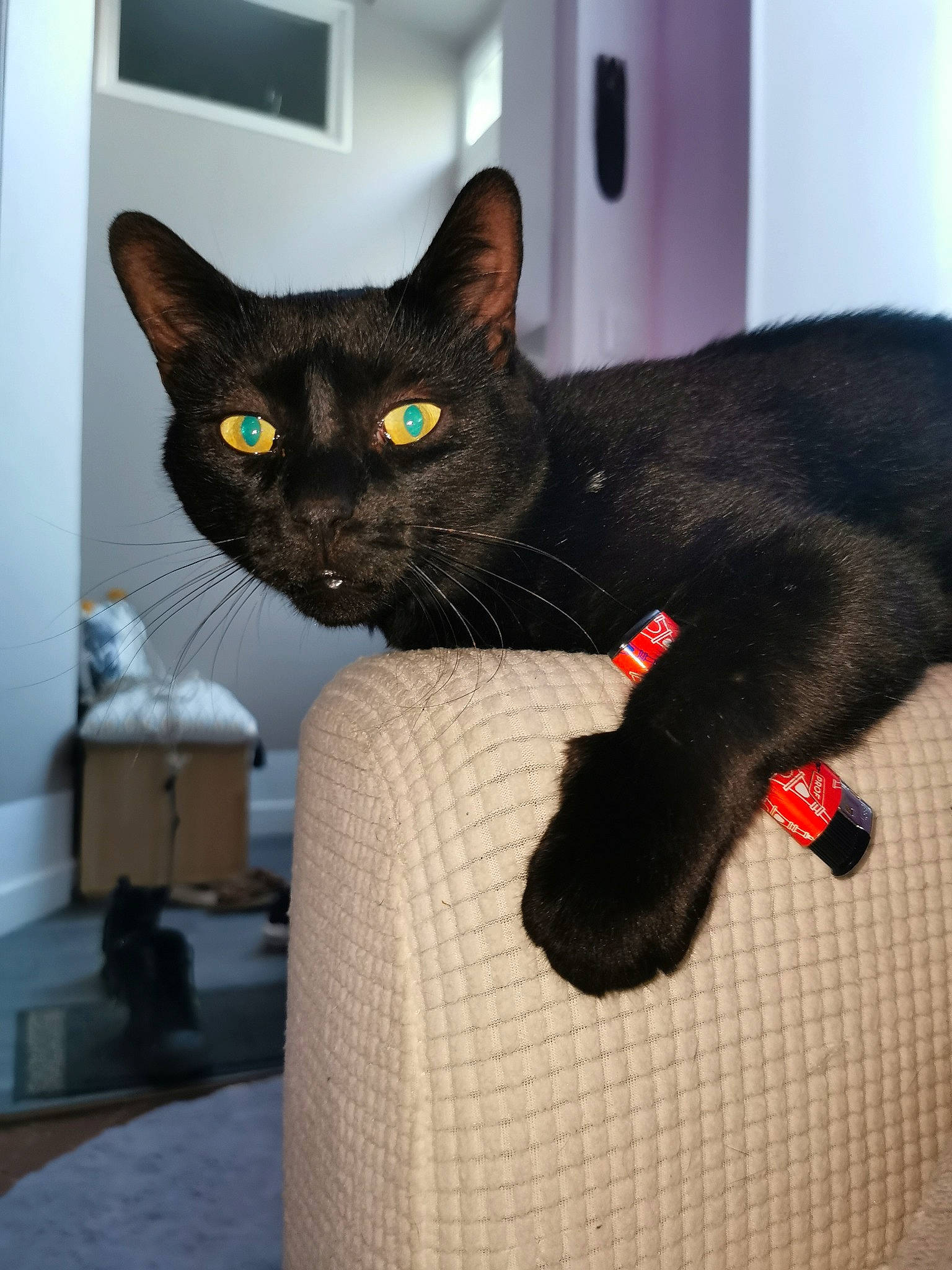 Kuma a rejoint le concours — aidez-le/la à gagner de superbes lots ! black_cat, bombay, carnivore, cat, comfort, domestic_short_haired_cat, drawer, felidae, fur, grey, havana_brown, room, small_to_medium_sized_cats, snout, tail, whiskers