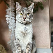 Toy participe au concours pour gagner de l'argent avec cette photo : cat, feline, domestic_cat, gray_tabby, yellow_eyes, collar, pet_tag, whiskers, sitting, front_paws, fur, closeup, indoor, christmas_tree, tree_branch, ornament, bokeh, tile_floor, pet, portrait