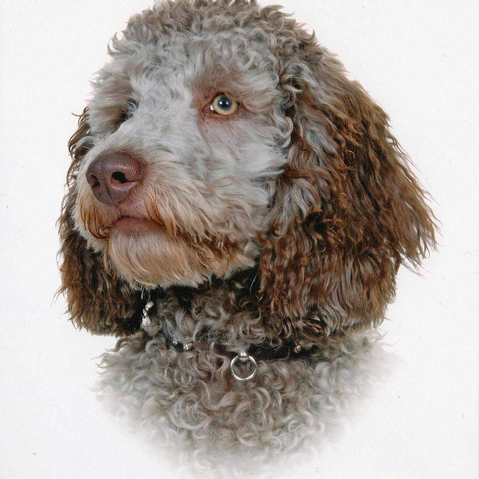 Wookie joined the competition — help win amazing prizes!