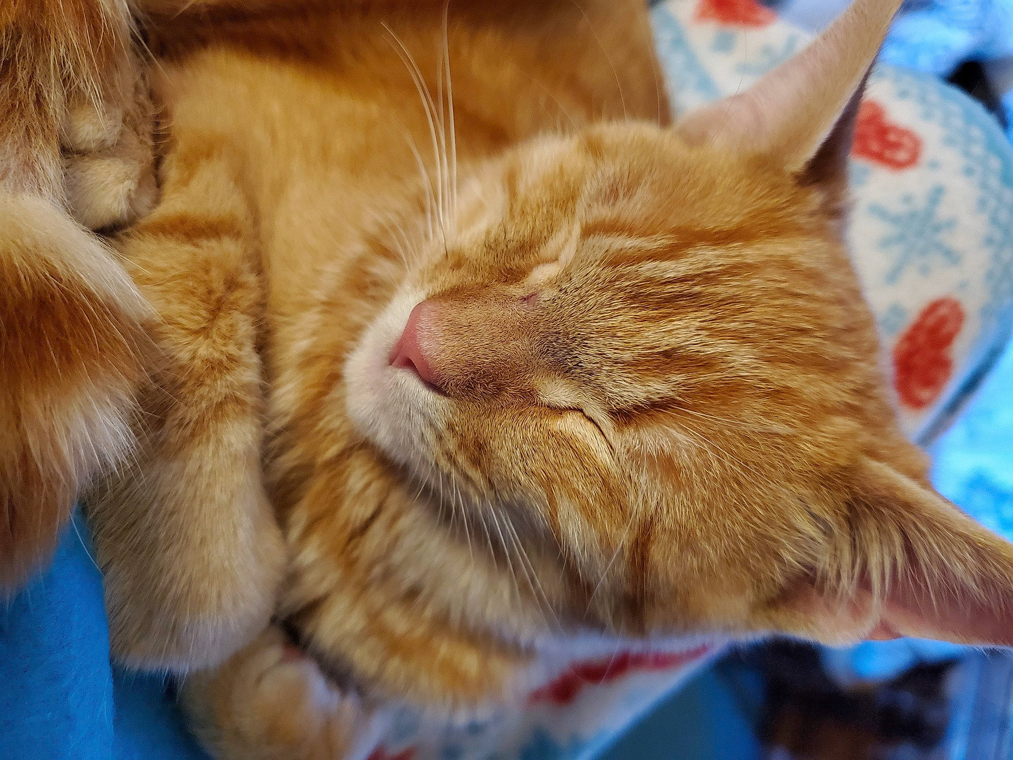 Steven is registered to the contest to win money with this photo: carnivore, cat, claw, comfort, domestic_short_haired_cat, ear, fawn, felidae, fur, human_leg, nap, paw, sleep, small_to_medium_sized_cats, snout, tail, whiskers, wood