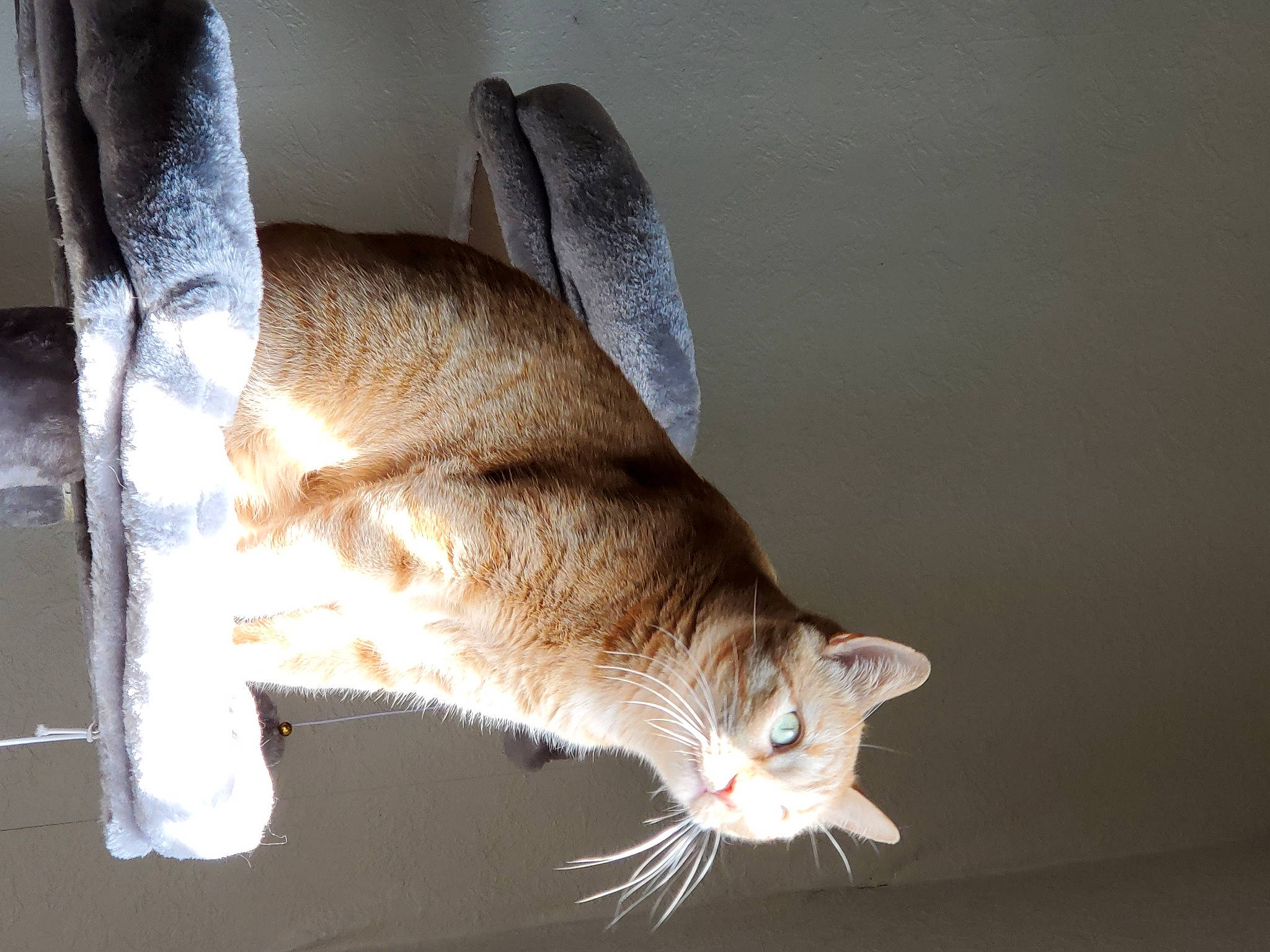 Hemi joined the competition — help win amazing prizes! carnivore, cat, cat_supply, claw, domestic_short_haired_cat, fawn, felidae, fur, nap, small_to_medium_sized_cats, snout, tail, terrestrial_animal, tree, whiskers, wildlife, window, wood