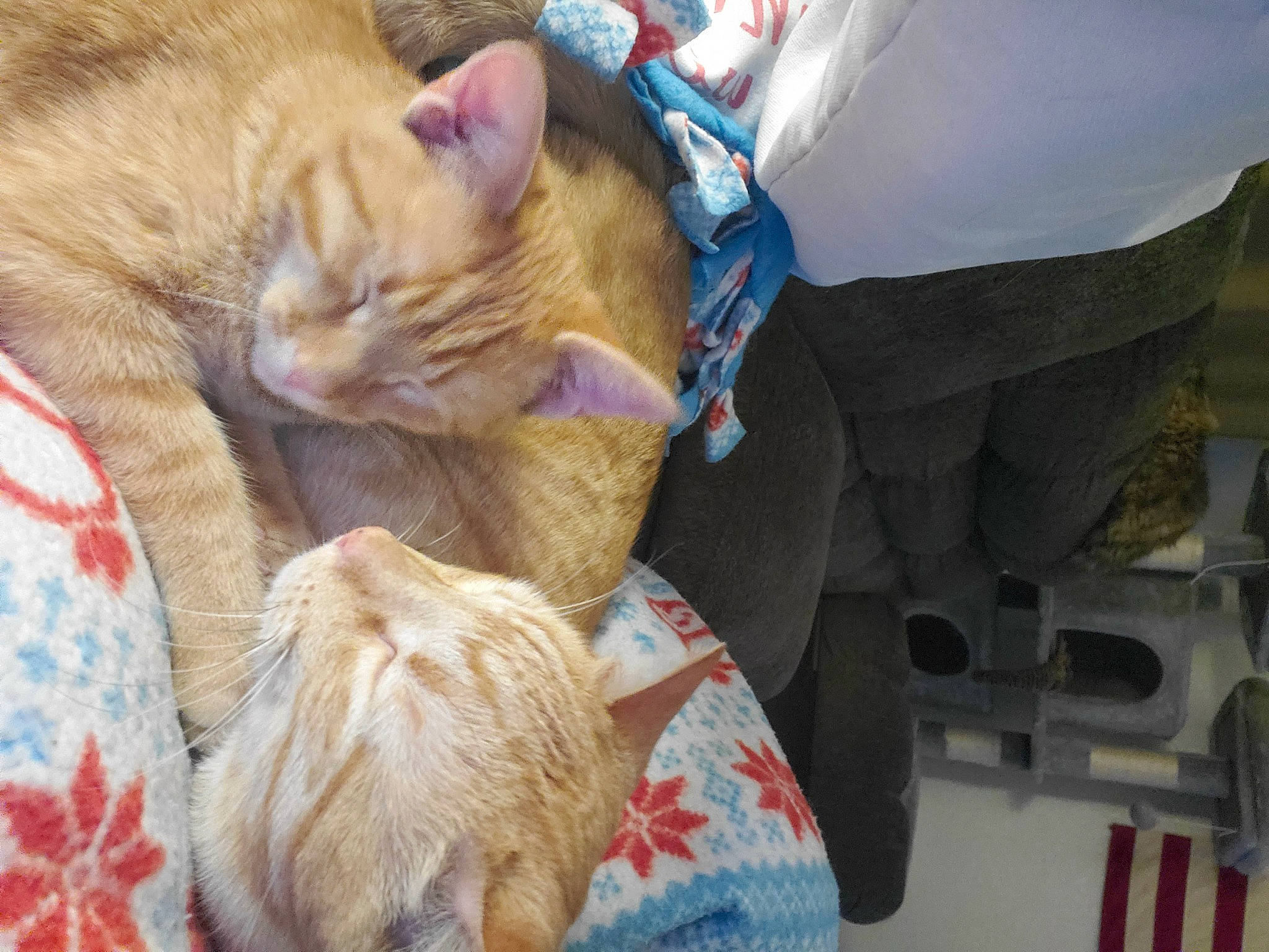 Hemi joined the competition — help win amazing prizes! carnivore, cat, claw, comfort, domestic_short_haired_cat, fawn, felidae, fur, lap, nap, paw, sleep, small_to_medium_sized_cats, tail, whiskers