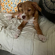 Sidney joined the competition — help win amazing prizes! puppy, dog, brown, white, couch, pillow, floral_pillow, blanket, indoor, pet, resting, cute, young_dog, animal, cozy, living_room, relaxed, fur, paw, home