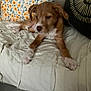 puppy, dog, brown, white, couch, pillow, floral_pillow, blanket, indoor, pet, resting, cute, young_dog, animal, cozy, living_room, relaxed, fur, paw, home