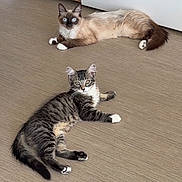 Bibi participe au concours pour gagner de l'argent avec cette photo : cat, tabby_cat, siamese_cat, floor, indoor, pets, animal, feline, resting, lying_down, curious, white_paws, blue_eyes, striped_fur, brown_fur, domestic_cat, two_cats, looking, playful, cute