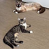 cat, tabby_cat, siamese_cat, floor, indoor, pets, animal, feline, resting, lying_down, curious, white_paws, blue_eyes, striped_fur, brown_fur, domestic_cat, two_cats, looking, playful, cute
