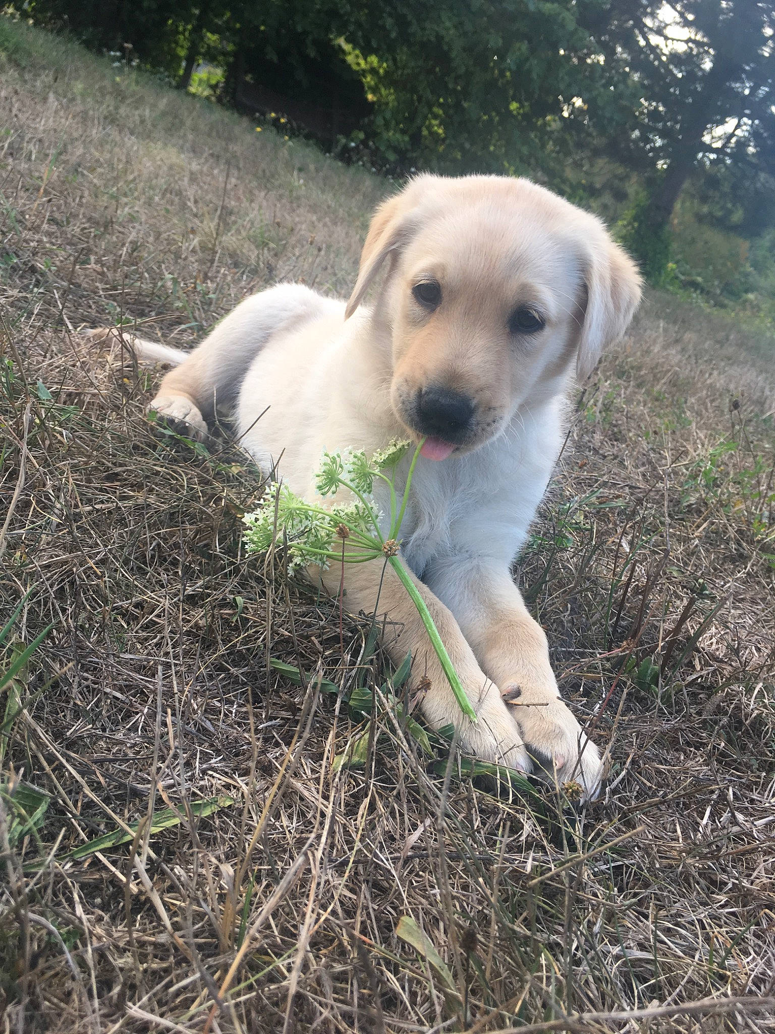 Poumba participe au concours pour gagner de l'argent avec cette photo : akbash_dog, beagador, canidae, carnivore, companion_dog, dog, dog_breed, fawn, grass, hunting_dog, labrador_retriever, mammal, puppy, retriever, snout, sporting_group, vertebrate