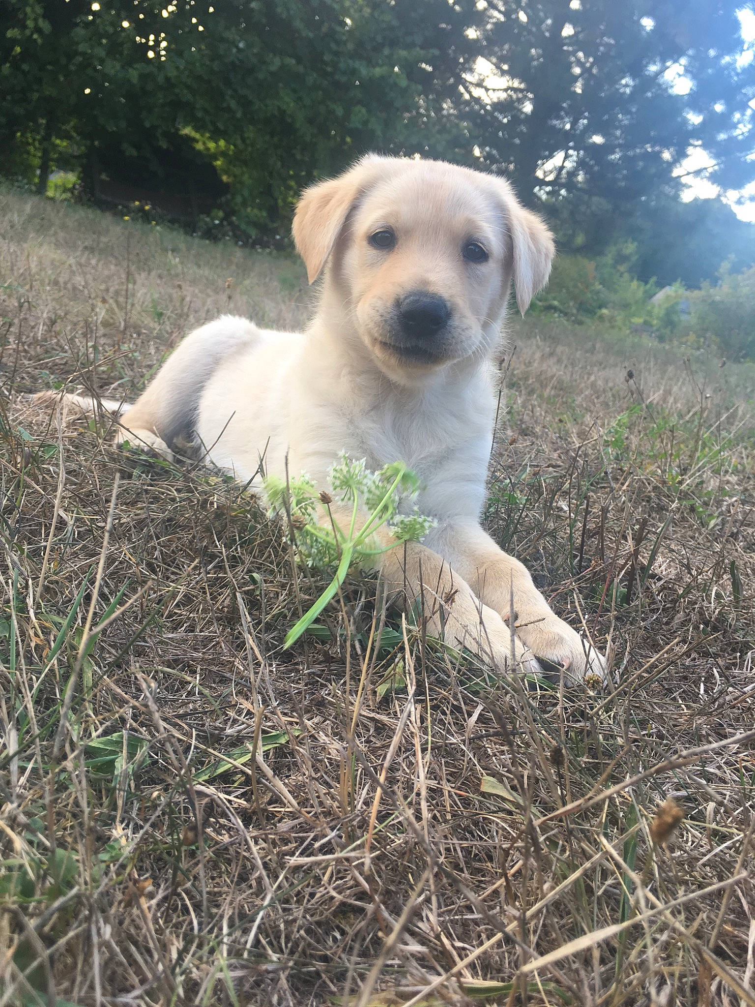 Poumba participe au concours pour gagner de l'argent avec cette photo : akbash_dog, anatolian_shepherd_dog, canidae, carnivore, companion_dog, dog, dog_breed, fawn, golden_retriever, grass, hunting_dog, labrador_retriever, mammal, puppy, retriever, sporting_group, vertebrate