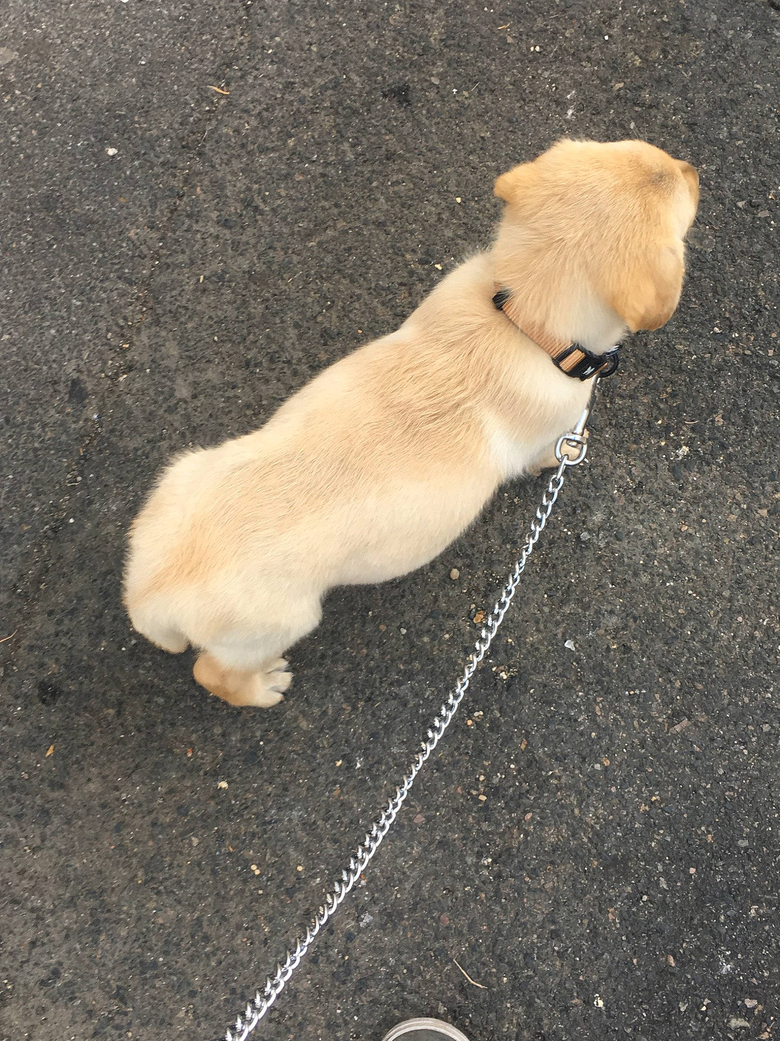 Poumba participe au concours pour gagner de l'argent avec cette photo : asphalt, canidae, carnivore, companion_dog, dog, dog_breed, fawn, golden_retriever, labrador_retriever, mammal, pug, puppy, retriever, road, snout, sporting_group, street_dog, tail
