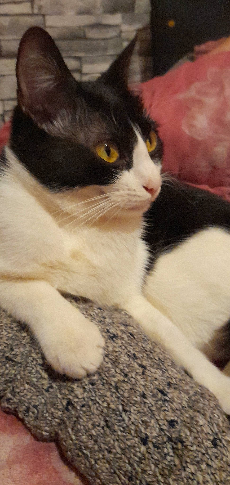 Poppy a rejoint le concours — aidez-le/la à gagner de superbes lots ! carnivore, cat, claw, comfort, domestic_short_haired_cat, eye, felidae, fur, iris, paw, sitting, small_to_medium_sized_cats, snout, tail, terrestrial_animal, whiskers, window