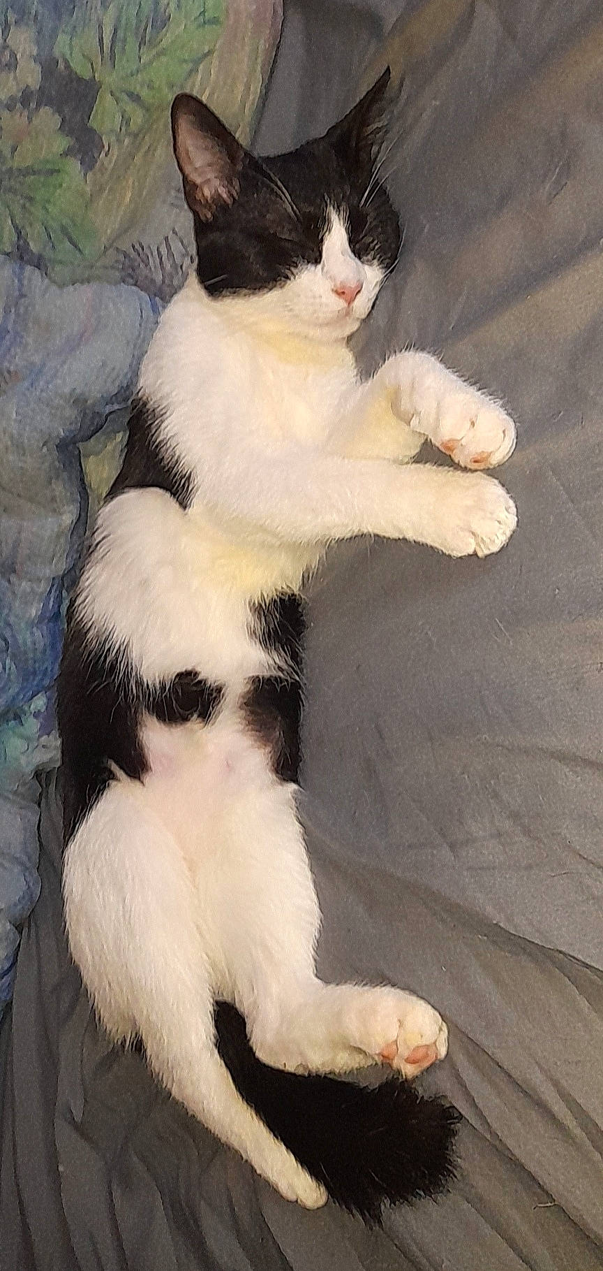 Poppy participe au concours pour gagner de l'argent avec cette photo : carnivore, cat, claw, comfort, domestic_short_haired_cat, felidae, foot, formal_wear, fur, mammal, paw, sitting, small_to_medium_sized_cats, snout, tail, terrestrial_animal, whiskers