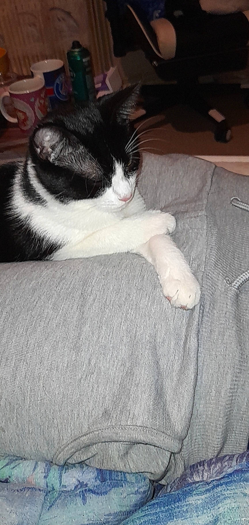 Poppy a rejoint le concours — aidez-le/la à gagner de superbes lots ! carnivore, cat, claw, comfort, domestic_short_haired_cat, felidae, flooring, foot, fur, grey, hardwood, human_leg, linens, monochrome, monochrome_photography, paw, small_to_medium_sized_cats, tail, whiskers, wood