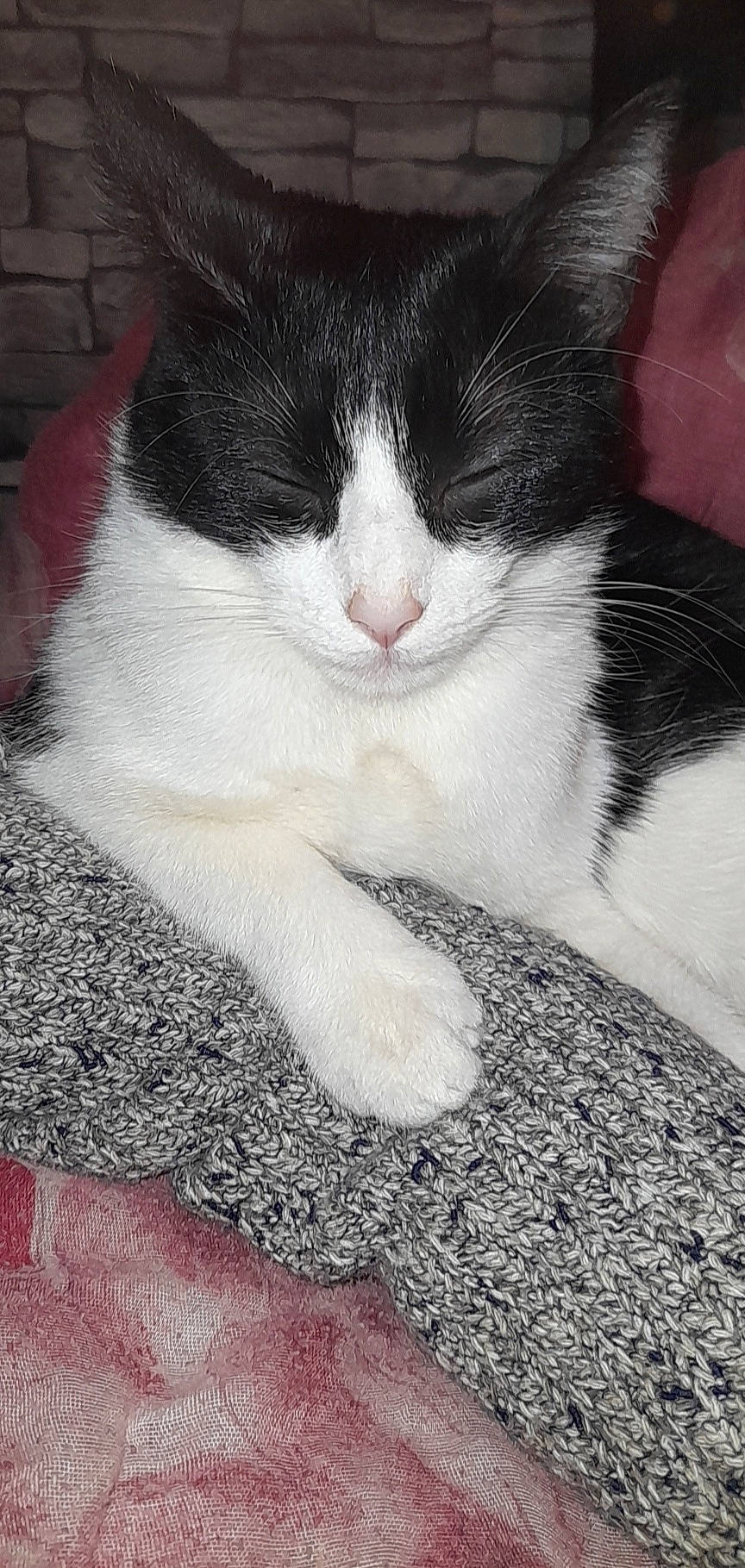 Poppy a rejoint le concours — aidez-le/la à gagner de superbes lots ! carnivore, cat, claw, comfort, domestic_short_haired_cat, felidae, fur, paw, sitting, small_to_medium_sized_cats, snout, tail, whiskers