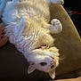 Belle is registered to the contest to win money with this photo: cat, white_cat, fluffy, pet, indoor, couch, relaxed, upside_down, fur, hand, domestic_animal, cozy, animal, cute, whiskers, collar, resting, soft_lighting, feline, close_up