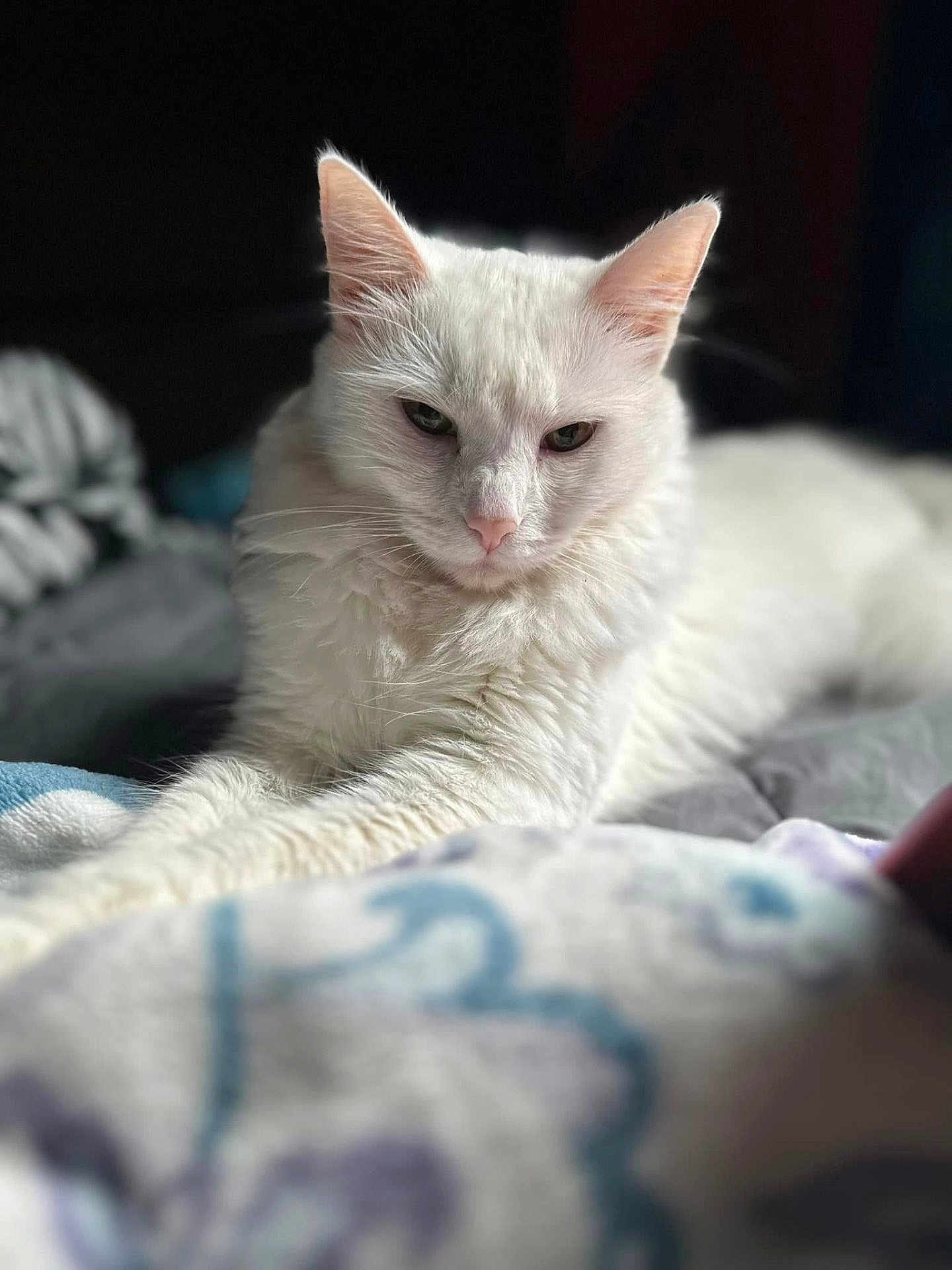 Belle