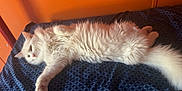 Belle is registered to the contest to win money with this photo: cat, white_cat, fluffy, pet, animal, indoor, bed, blanket, orange_wall, relaxing, fur, cute, sleepy, resting, domestic_cat, whiskers, tail, paw, feline, cozy