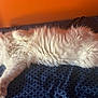 cat, white_cat, fluffy, pet, animal, indoor, bed, blanket, orange_wall, relaxing, fur, cute, sleepy, resting, domestic_cat, whiskers, tail, paw, feline, cozy