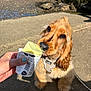 Oatie is registered to the contest to win money with this photo: dog, golden_retriever, pet, ice_cream, hand, outdoor, sunlight, concrete, water, rocks, moss, nail_polish, cup, animal, cute, fur, leash, summer, happy, tongue