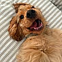 Oatie joined the competition — help win amazing prizes! dog, golden_retriever, pet, happy, smiling, playful, fur, ears, teeth, tongue, bed, striped_bedspread, lying_down, close_up, canine, domestic_animal, cute, fluffy, relaxed, indoor