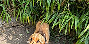 Oatie is registered to the contest to win money with this photo: dog, cocker_spaniel, leash, outdoor, greenery, bamboo, happy, pet, canine, sunlight, shadow, walk, nature, fur, tongue_out, smiling, ground, plant, leaf, animal