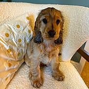Oatie is registered to the contest to win money with this photo: puppy, dog, wet, cute, pet, sitting, chair, pillow, floral, indoor, cozy, furry, brown, adorable, looking, young, animal, portrait, furniture, home