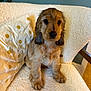 puppy, dog, wet, cute, pet, sitting, chair, pillow, floral, indoor, cozy, furry, brown, adorable, looking, young, animal, portrait, furniture, home