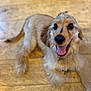 dog, golden_dog, happy, smiling, pet, canine, animal, fur, lying_down, wooden_floor, friendly, cute, indoors, tongue_out, playful, mammal, companion, domestic_animal, bright_eyes, close_up