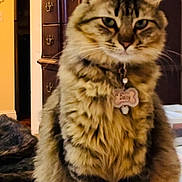 Daisy joined the competition — help win amazing prizes! abyssinian, accessories, animal, cabinet, cat, closet, couch, cross, cupboard, drawer, furniture, hardwood, indoors, kitten, manx, pet, shelf, siamese, symbol, wood