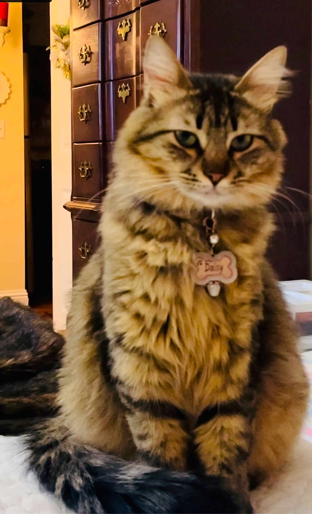 Daisy joined the competition — help win amazing prizes! abyssinian, accessories, animal, cabinet, cat, closet, couch, cross, cupboard, drawer, furniture, hardwood, indoors, kitten, manx, pet, shelf, siamese, symbol, wood