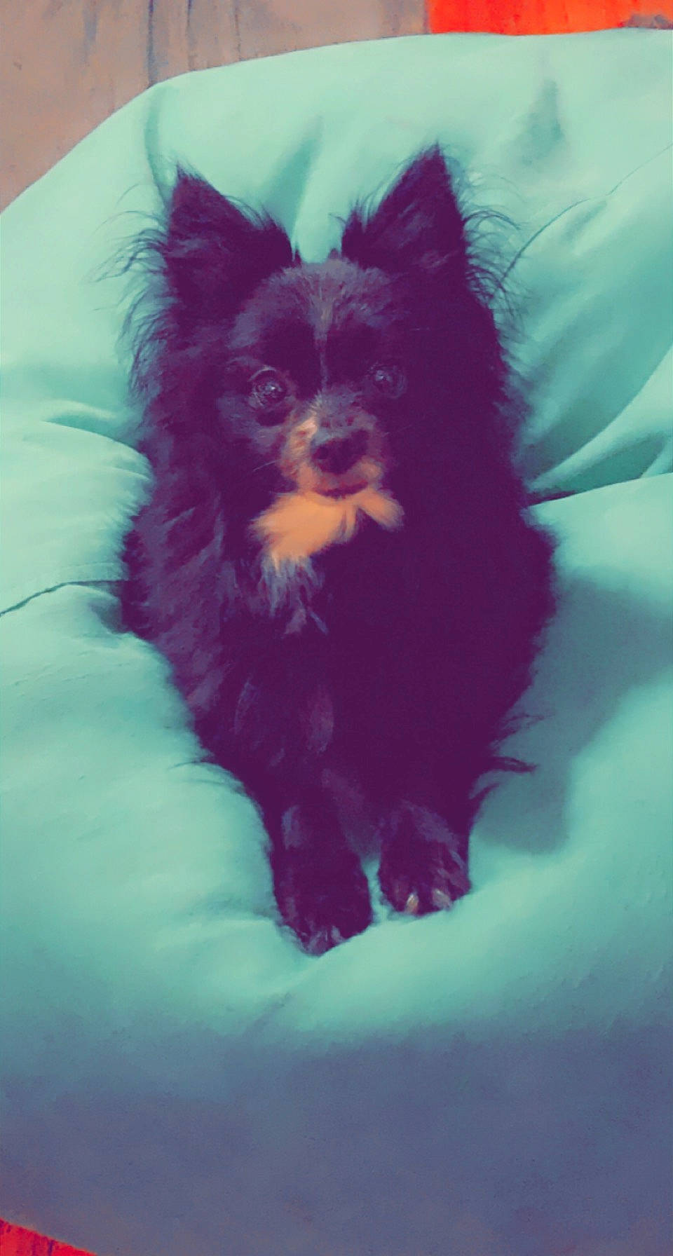 Karma Michelle Coensgen joined the competition — help win amazing prizes! ancient_dog_breeds, canidae, carnivore, cloud, companion_dog, dog, dog_breed, dog_supply, electric_blue, fur, liver, non_sporting_group, puppy, snout, sporting_group, tail, toy_dog, whiskers, working_animal, working_dog