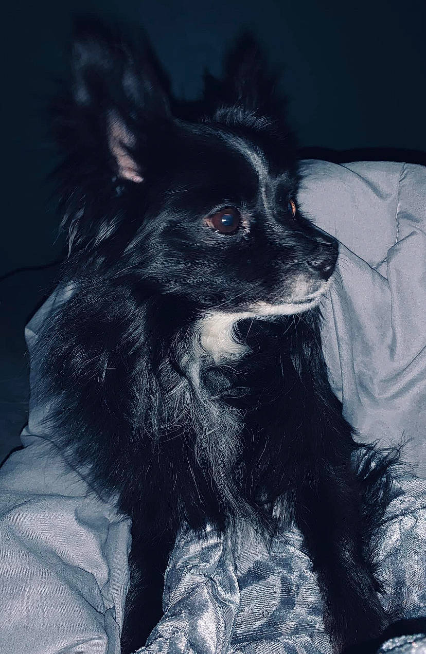 Karma Michelle Coensgen is registered to the contest to win money with this photo: canidae, carnivore, companion_dog, darkness, dog, dog_breed, dog_supply, ear, foot, fur, jaw, monochrome, monochrome_photography, snout, sporting_group, whiskers, working_animal, working_dog