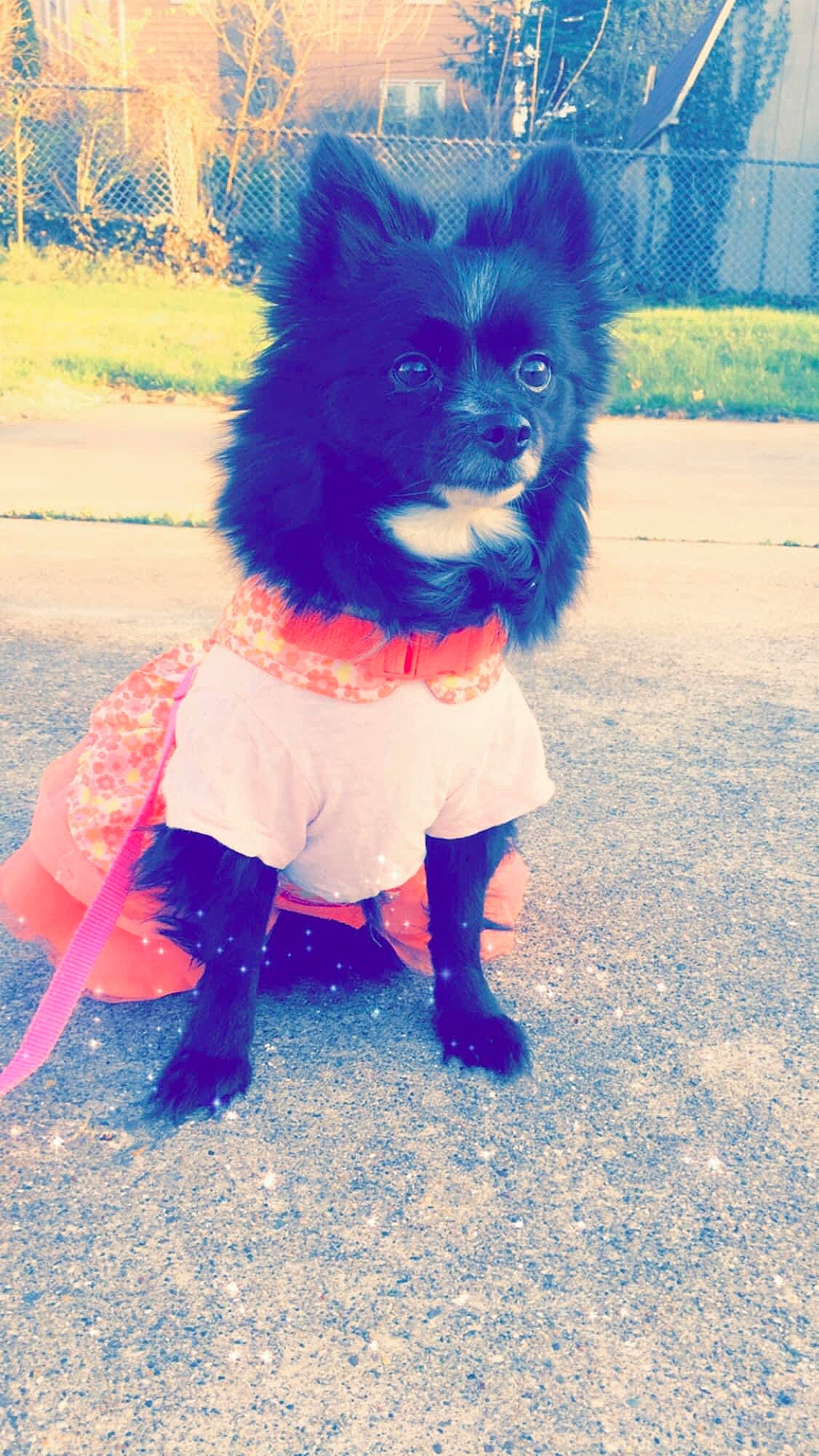 Karma Michelle Coensgen is registered to the contest to win money with this photo: canidae, carnivore, collar, companion_dog, dog, dog_breed, dog_clothes, dog_supply, electric_blue, fashion_accessory, fawn, fur, happy, magenta, pet_supply, snout, sporting_group, tail, toy_dog, working_animal