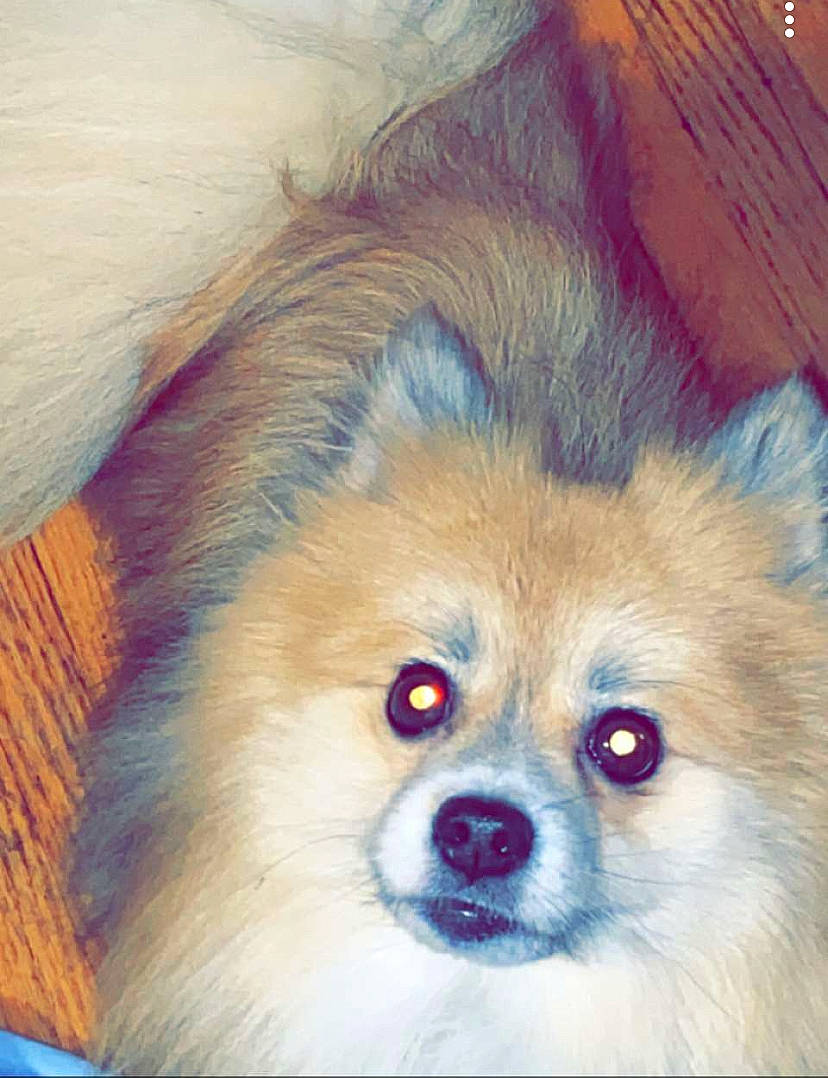 Kingston Ivory Coensgen is registered to the contest to win money with this photo: canidae, carnivore, companion_dog, dog, dog_breed, dog_supply, ear, fawn, fur, german_spitz, german_spitz_klein, iris, liver, pet_supply, snout, spitz, sporting_group, toy_dog, whiskers, working_animal