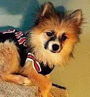 Kingston Ivory Coensgen is registered to the contest to win money with this photo: ancient_dog_breeds, canidae, carnivore, companion_dog, corgi_chihuahua, dog, dog_breed, dog_supply, fawn, fur, non_sporting_group, pet_supply, photo_caption, sporting_group, terrestrial_animal, toy_dog, working_animal