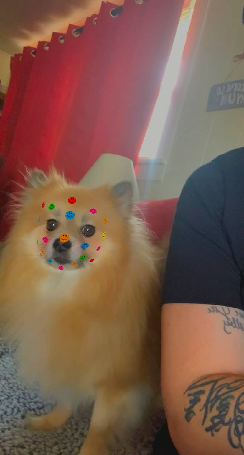 Kingston Ivory Coensgen joined the competition — help win amazing prizes! carnivore, cat, companion_dog, dog_breed, elbow, fawn, felidae, fur, human_leg, paw, sleeve, small_to_medium_sized_cats, snout, spitz, stuffed_toy, tail, temporary_tattoo, thigh, whiskers, wrist