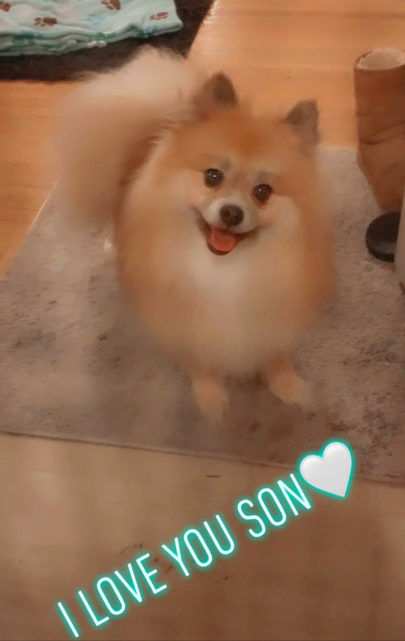 Kingston Ivory Coensgen joined the competition — help win amazing prizes! canidae, carnivore, companion_dog, dog, dog_breed, fawn, font, fur, german_spitz, german_spitz_klein, german_spitz_mittel, happy, photo_caption, snout, spitz, sporting_group, toy_dog, volpino_italiano, whiskers, working_animal