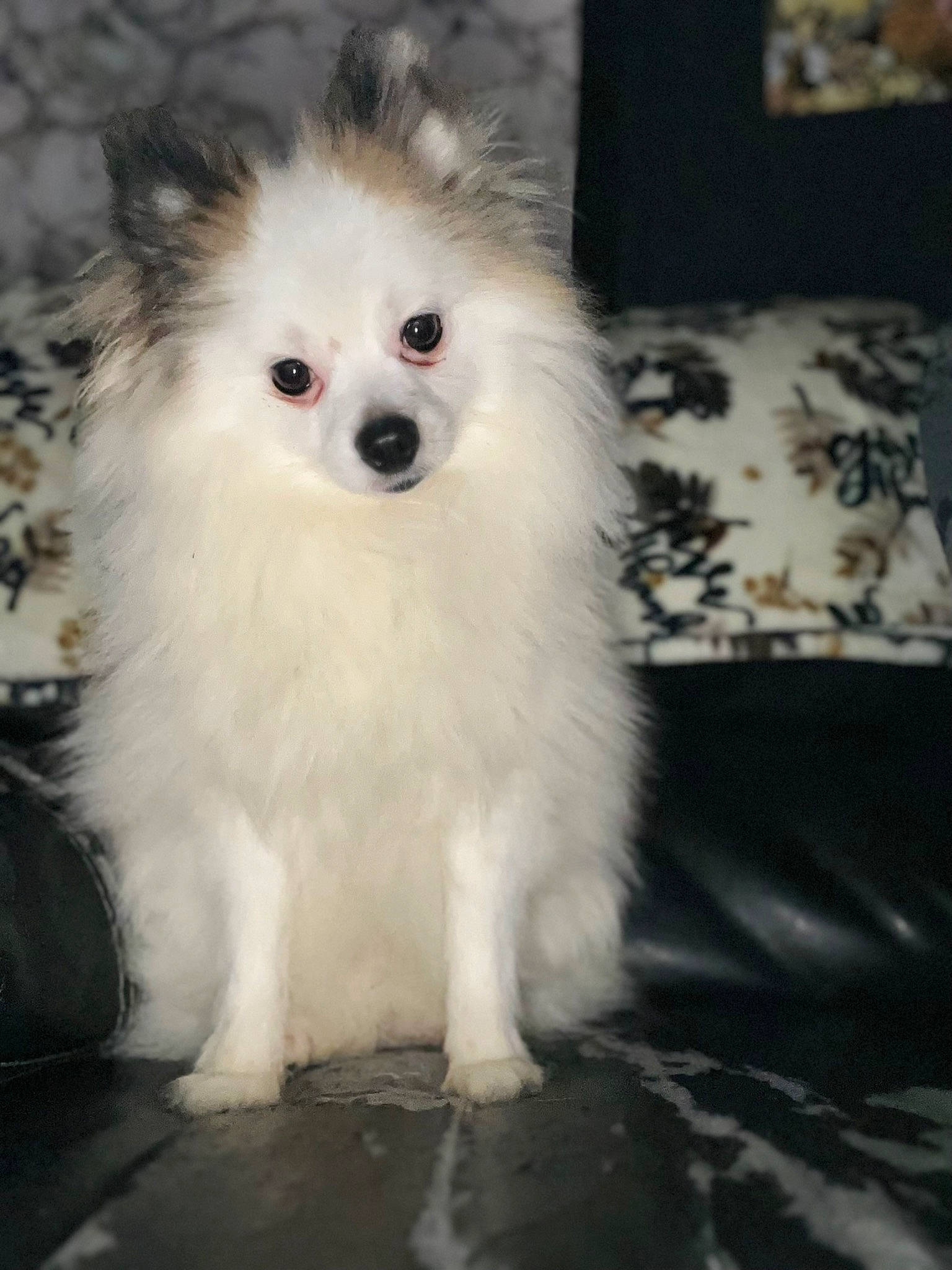 Kayson Leo Coensgen joined the competition — help win amazing prizes! american_eskimo_dog, ancient_dog_breeds, canidae, carnivore, companion_dog, couch, dog, dog_breed, fur, german_spitz, german_spitz_klein, non_sporting_group, snout, spitz, sporting_group, toy_dog, volpino_italiano, whiskers, working_animal