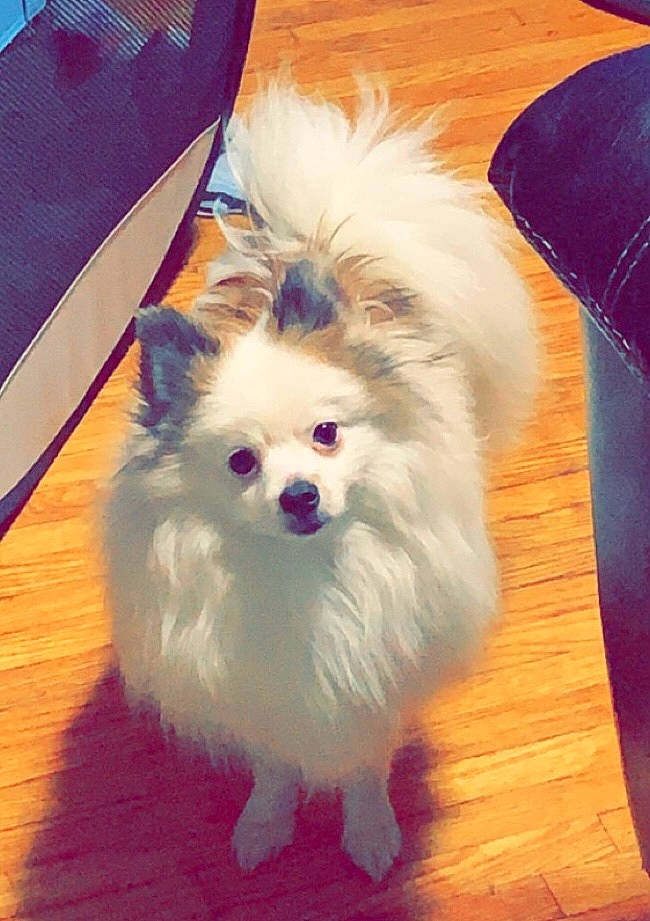 Kayson Leo Coensgen joined the competition — help win amazing prizes! canidae, carnivore, companion_dog, dog, dog_breed, fawn, fur, german_spitz, german_spitz_klein, hardwood, non_sporting_group, pomeranian, samoyed, snout, spitz, sporting_group, toy_dog, volpino_italiano, whiskers, wood