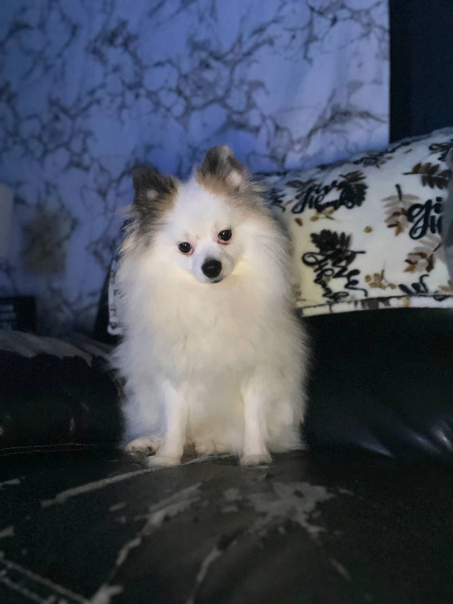 Kayson Leo Coensgen joined the competition — help win amazing prizes! ancient_dog_breeds, canidae, carnivore, companion_dog, dog, dog_breed, fur, german_spitz, german_spitz_klein, german_spitz_mittel, japanese_spitz, non_sporting_group, snout, snow, spitz, sporting_group, toy_dog, volpino_italiano, whiskers, winter
