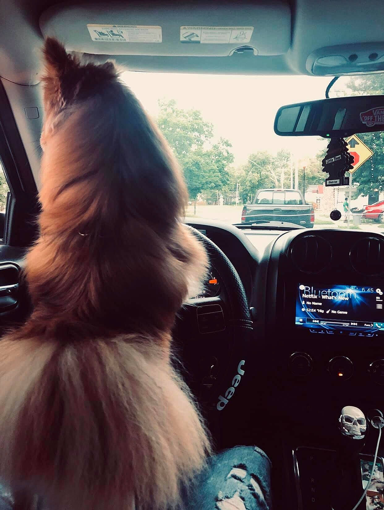 Kyrie Skye Coensgen joined the competition — help win amazing prizes! automotive_design, automotive_lighting, automotive_mirror, car, carnivore, cloud, companion_dog, dog, dog_breed, fawn, felidae, motor_vehicle, photograph, rear_view_mirror, sky, spitz, steering_part, steering_wheel, tints_and_shades, vehicle