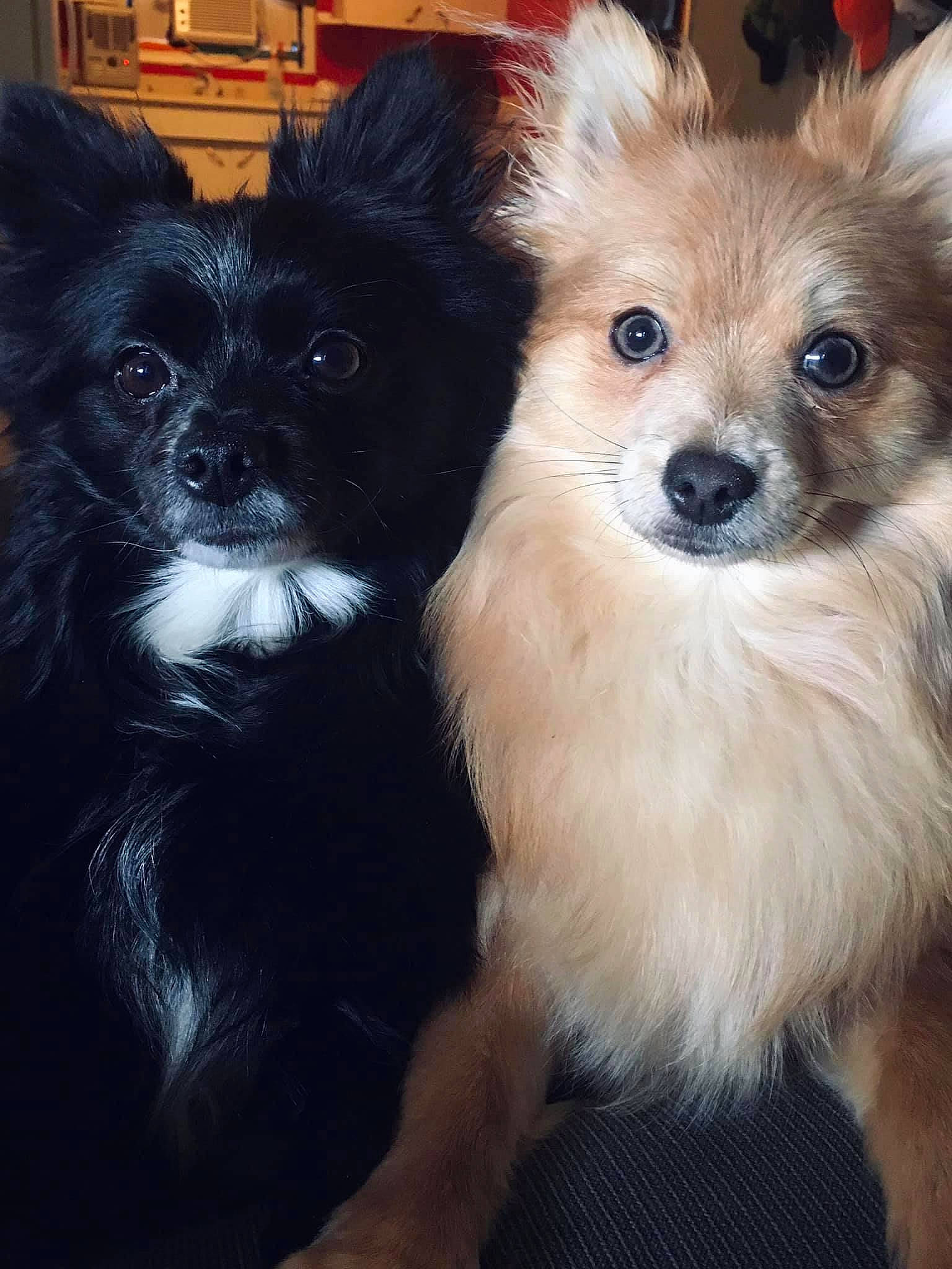 Kyrie Skye Coensgen is registered to the contest to win money with this photo: canidae, carnivore, companion_dog, dog, dog_breed, dog_supply, eye, fawn, fur, german_spitz, german_spitz_klein, pet_supply, small_greek_domestic_dog, snout, spitz, sporting_group, terrestrial_animal, toy_dog, whiskers, working_animal