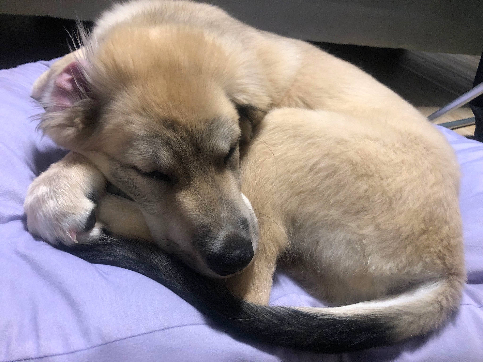 Ace is registered to the contest to win money with this photo: ancient_dog_breeds, canidae, carnivore, comfort, companion_dog, dog, dog_breed, fawn, fur, nap, non_sporting_group, paw, puppy, snout, sporting_group, whiskers, working_animal