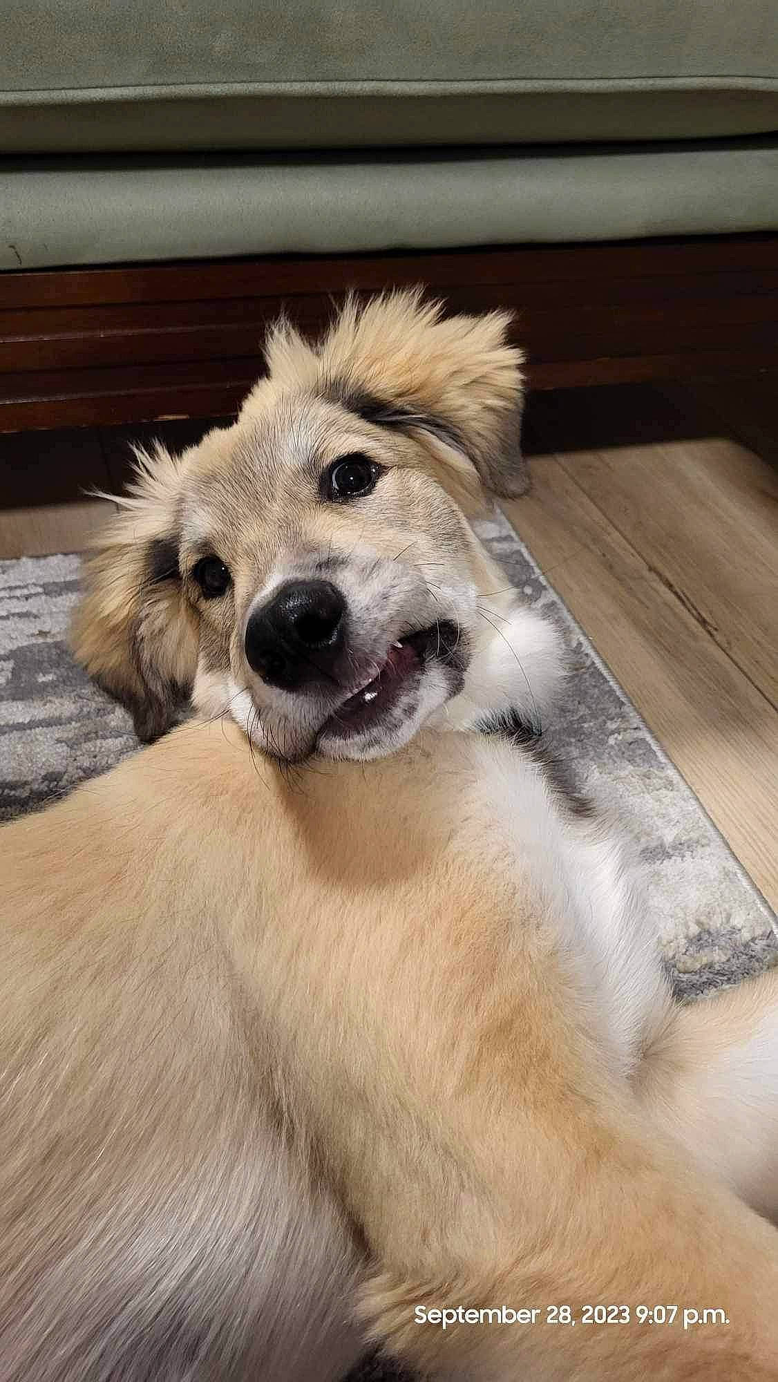 Ace joined the competition — help win amazing prizes! ancient_dog_breeds, canidae, carnivore, companion_dog, dog, dog_breed, fawn, flooring, fur, hardwood, paw, plant, puppy, snout, sporting_group, street_dog, whiskers, wood, working_animal, working_dog