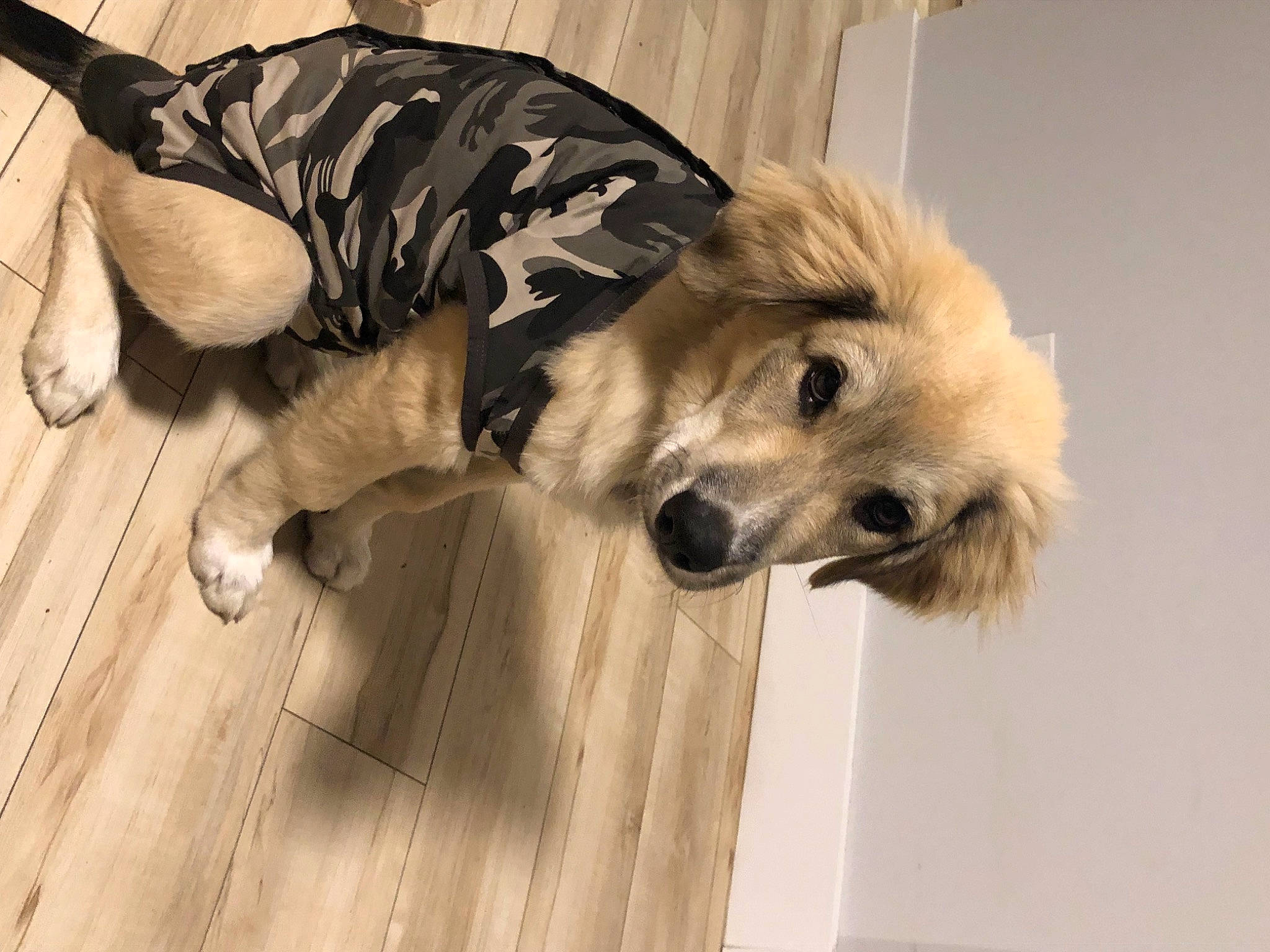 Ace is registered to the contest to win money with this photo: canidae, carnivore, companion_dog, dog, dog_breed, dog_supply, fawn, floor, flooring, fur, hardwood, laminate_flooring, paw, pet_supply, plank, snout, sporting_group, wood, wood_flooring, wood_stain