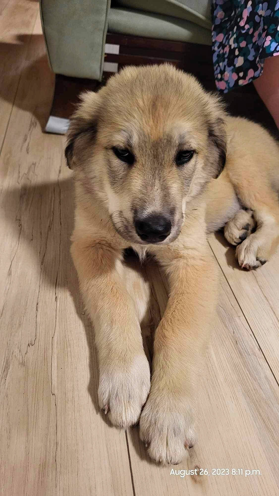 Ace joined the competition — help win amazing prizes! canidae, carnivore, companion_dog, dog, dog_breed, fawn, fur, hardwood, paw, plank, puppy, snout, sporting_group, tail, terrestrial_animal, whiskers, wildlife, wood, wood_stain, working_animal