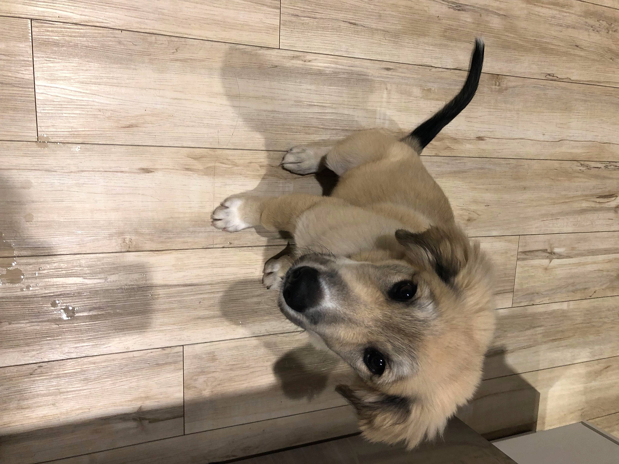 Ace is registered to the contest to win money with this photo: canidae, carnivore, collar, companion_dog, dog, dog_breed, dog_collar, dog_supply, fawn, flooring, fur, hardwood, paw, pet_supply, snout, sporting_group, tail, terrestrial_animal, wood, working_animal